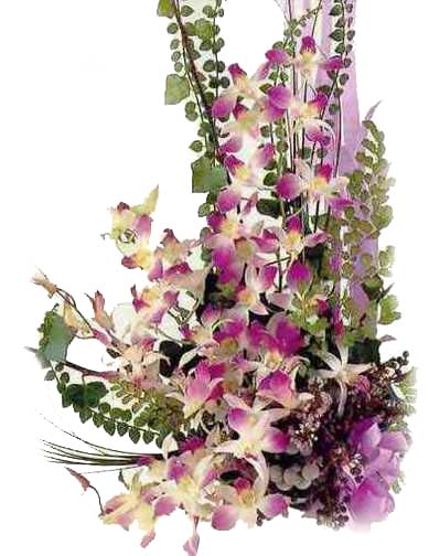 orchidea_dendrobium.jpg