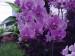 orchidea9.jpg