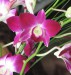orchidea11.jpg