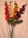 orchidea25.jpg