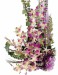 orchidea_dendrobium.jpg