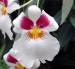 orchidea-maj122.jpg